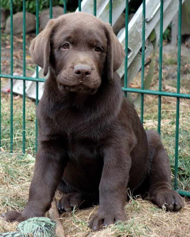 Labrador Retriever Zucht in Gütersloh ab 7. Woche
